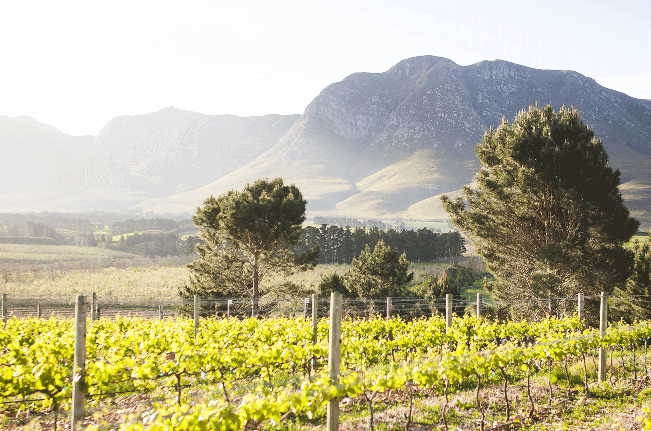 Upper Hemel-en-Aarde - Ignis vineyard