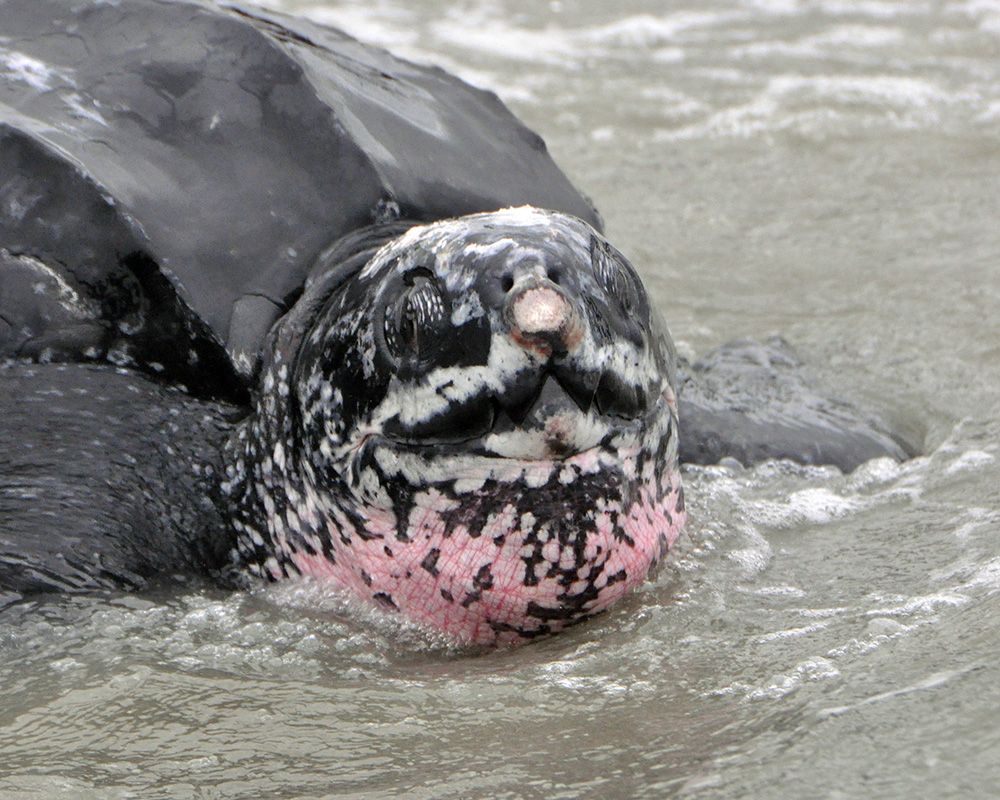 Leatherback turtle