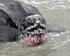Leatherback turtle