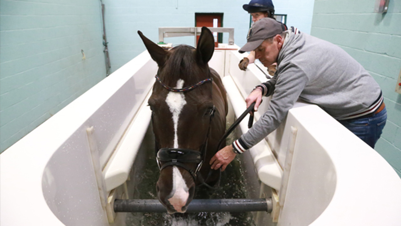 Valegro-in-water-treadmill.jpg