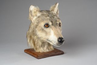 The Cuween dog looks similar to a wolf, the reconstruction shows.