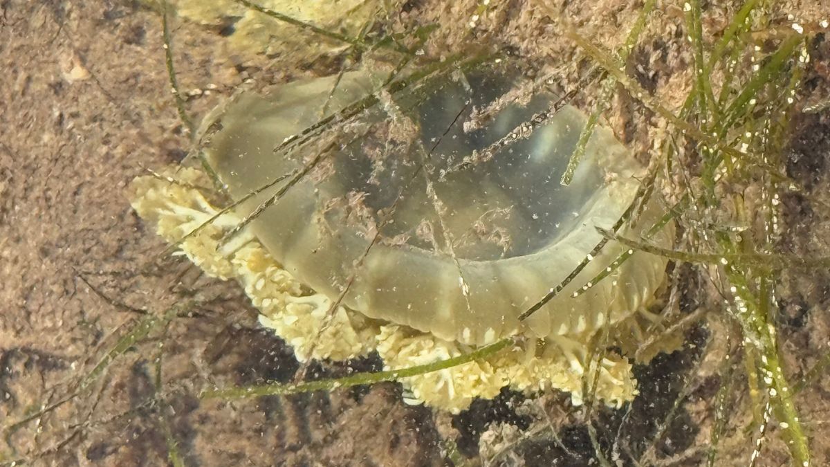 a well camouflaged jellyfish amongst vegetation.