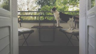 cat proof balcony