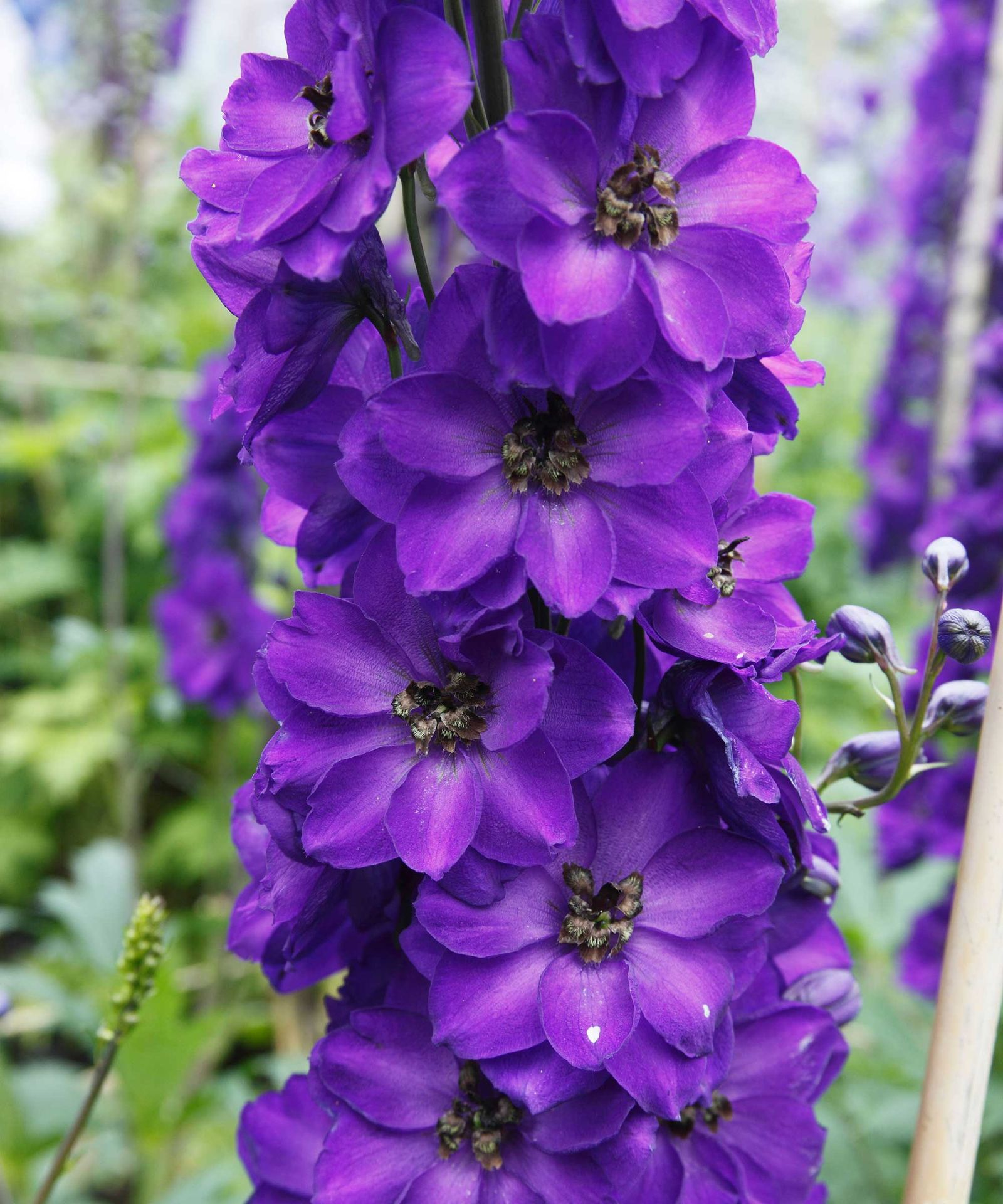 Types of delphiniums: 14 beautiful varieties for your garden | Gardeningetc