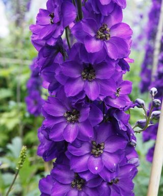 'Purple Velvet' delphinium