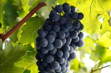 Cabernet Sauvignon quiz