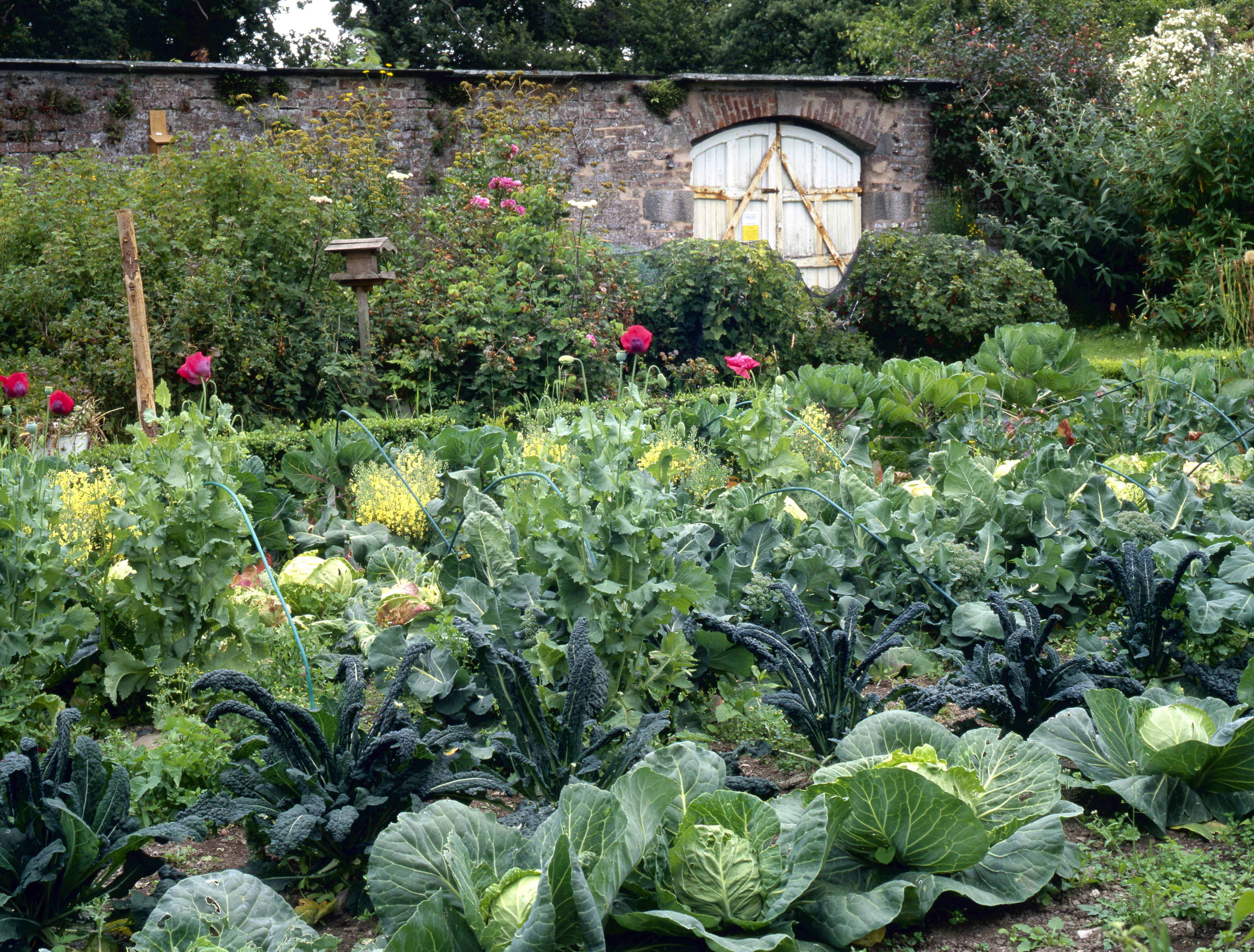 Gwaenynog garden