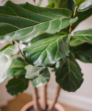 A close up of a healthy fiddle leaf fig growing in a pot pictured in soft focus