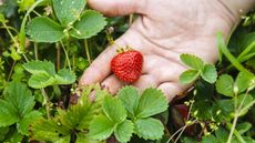 Strawberry plants with a hand holding a red strawberry