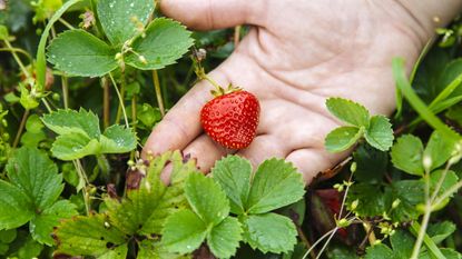 Strawberry plants with a hand holding a red strawberry