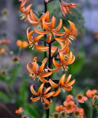 orange Turk’s cap lily (L martagon)