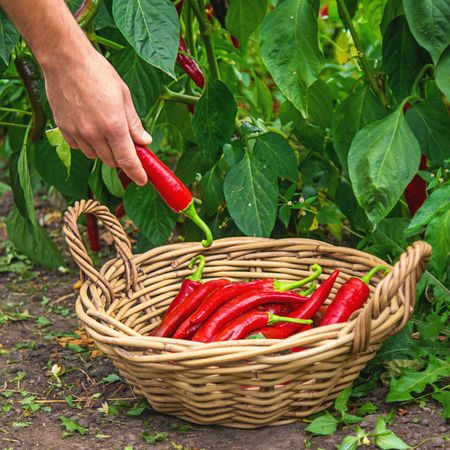 Man's hand picking hot peppers and putting them in a basket