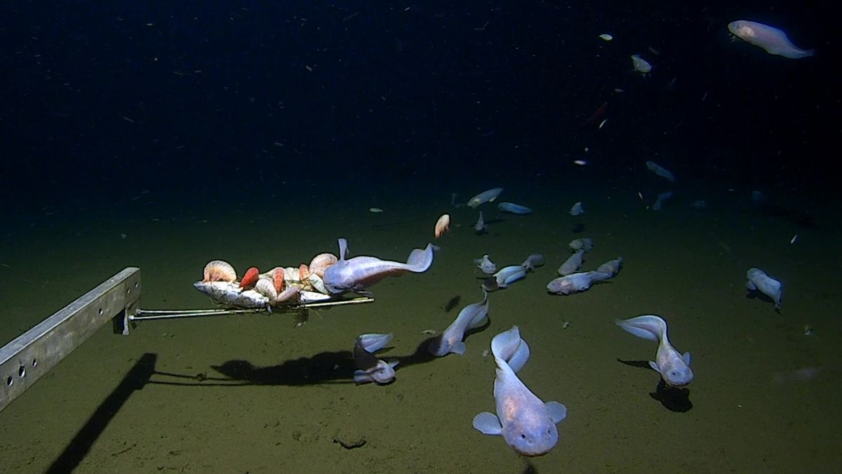 Deepest-dwelling fish ever seen is a ghostly snailfish spotted