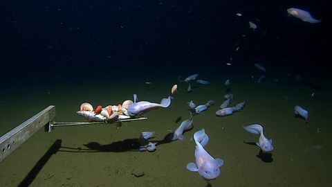 Deepest-dwelling fish ever seen is a ghostly snailfish spotted more ...