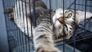 Cat in cage reaching its paw out