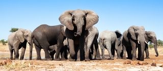 Elephants in Botswana.