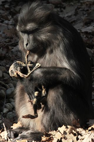 Macaque mothers
