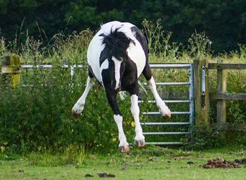 A funny's picture supplied by H&amp;H reader for Pinterest