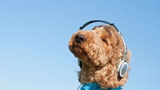 Dog listening to music with headphones