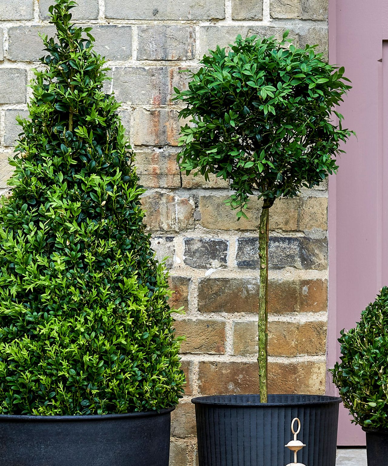 Best low maintenance shrubs: 11 easy care garden plants | Gardeningetc