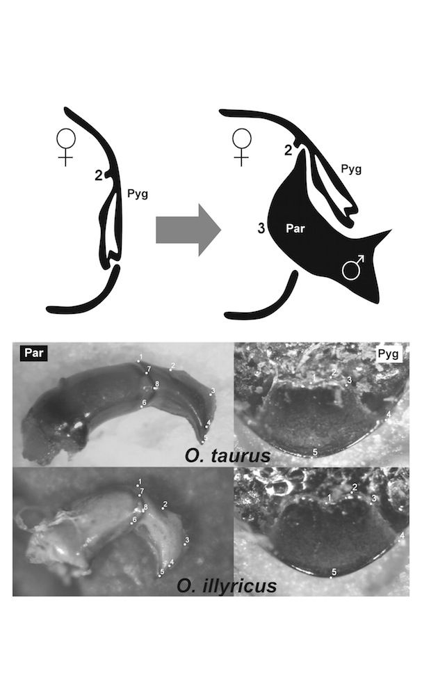 Beetle genitals evolve in parallel.