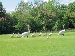 Playing from the whites, a swan family on the 3rd at St Julien