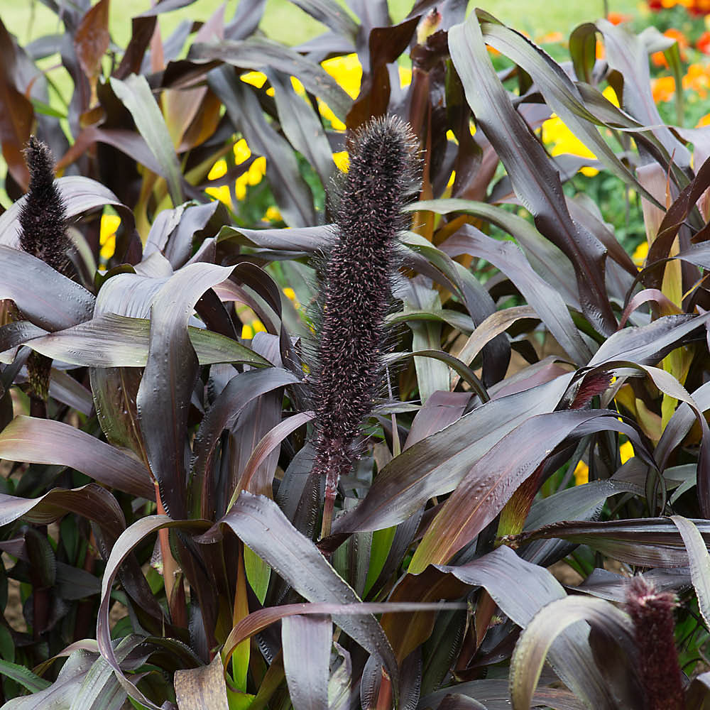 B&amp;amp;Q, YouGarden Ornamental Millet Purple Baron, 6 Plug Plants
