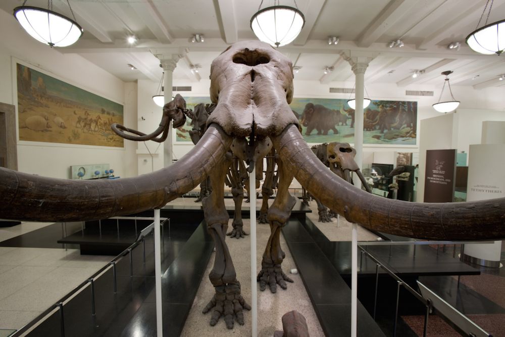 Facts About Mastodons | Live Science