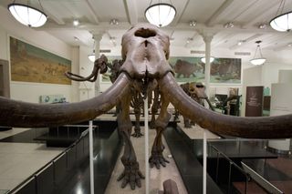 A mastodon displayed in a museum exhibiti with its long tusks extending to either side of the viewer