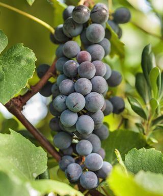 Mediterranean plants Vitis ‘Fragola’ fruiting on the vine