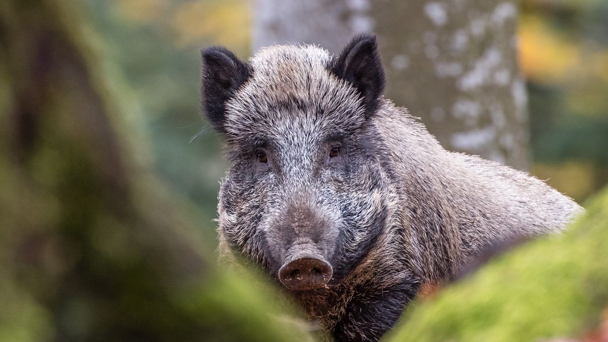 Scientists finally figured out what's making German wild boars radioactive, and it's not just Chernobyl