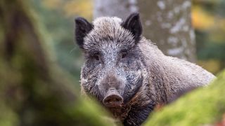 a wild boar standing in a forest looking at the camera with a tree next to it