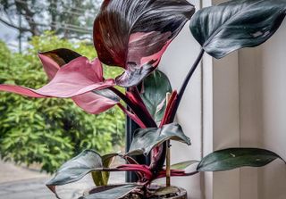 Pink princess philodendron on a window sill