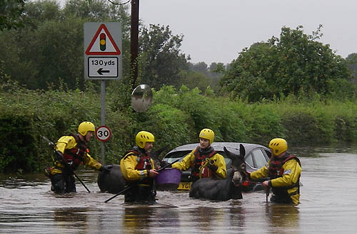 Floods-donkey-rescue.JPG