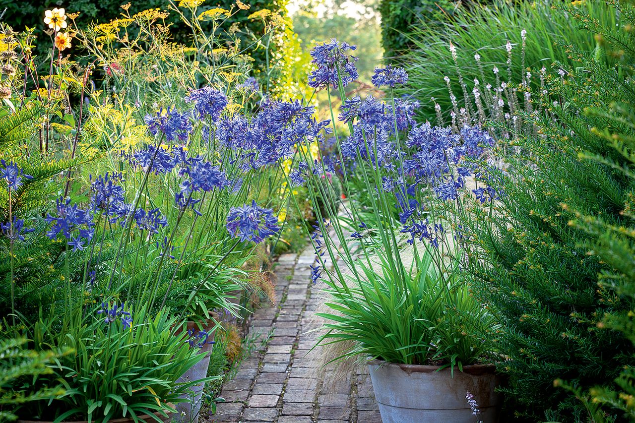 Planting summer bulbs