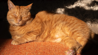 Orange tabby Murtaugh, who the cat from Stray is partially based on, dozing in the sun