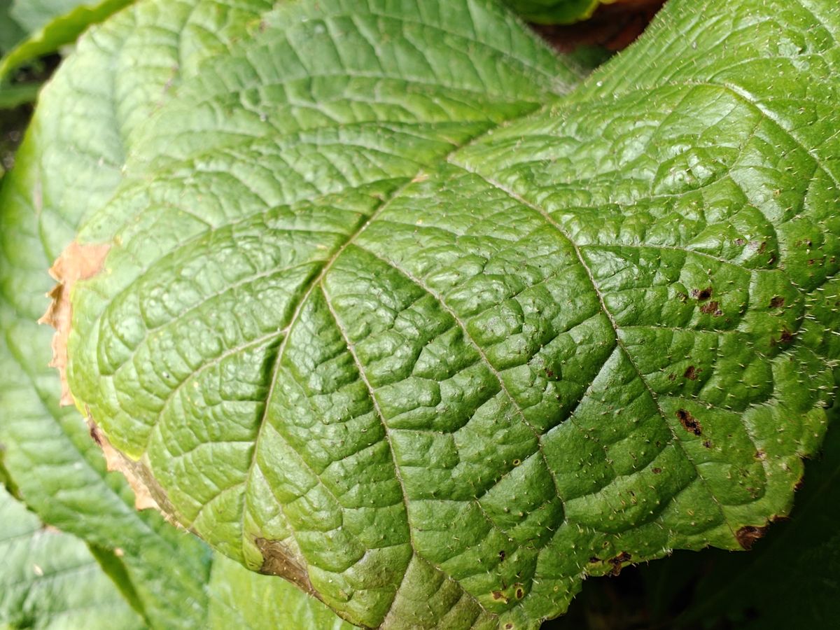 OnePlus Open macro sample.