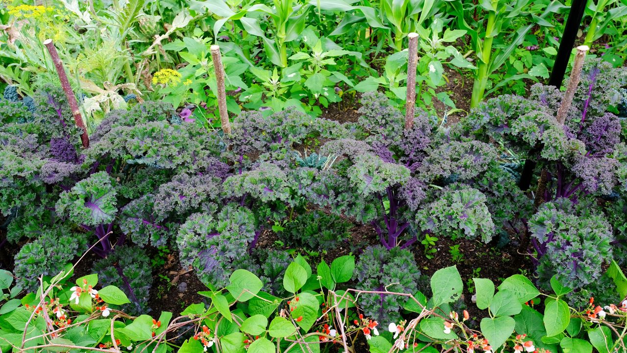 Close-up of a purple vegetable garden with kale, dwarf french beans and sweetcorn