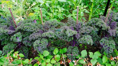Close-up of a purple vegetable garden with kale, dwarf french beans and sweetcorn