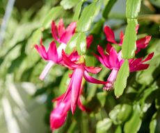 Christmas cactus with pink blooms in white pot