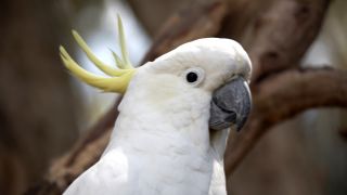 Cockatoo