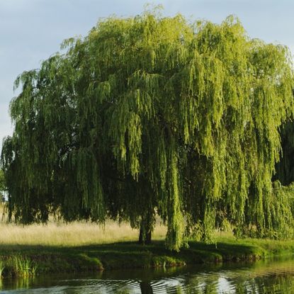 A weeping willow on the water's edge