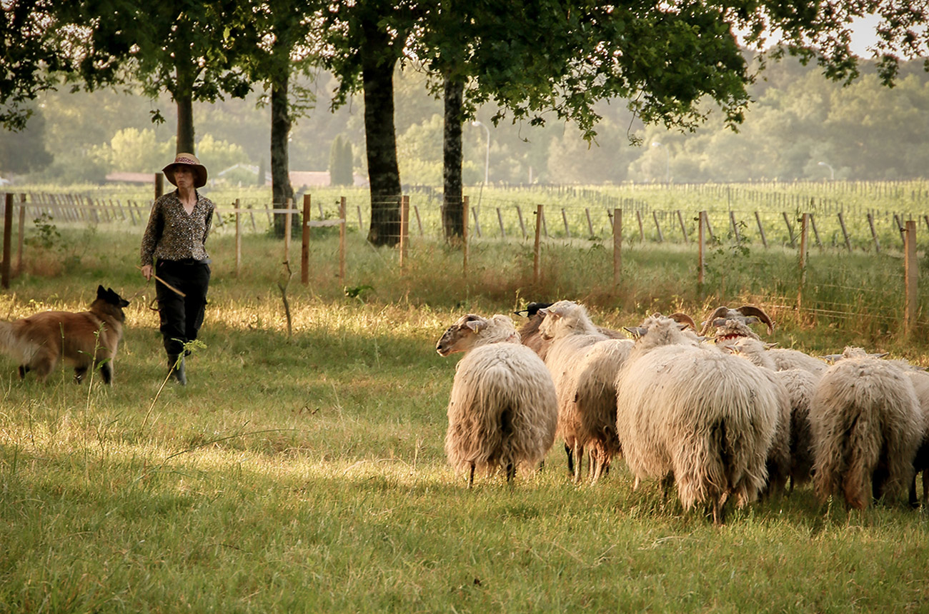 Malartic-Lagraviere-sheep.jpg