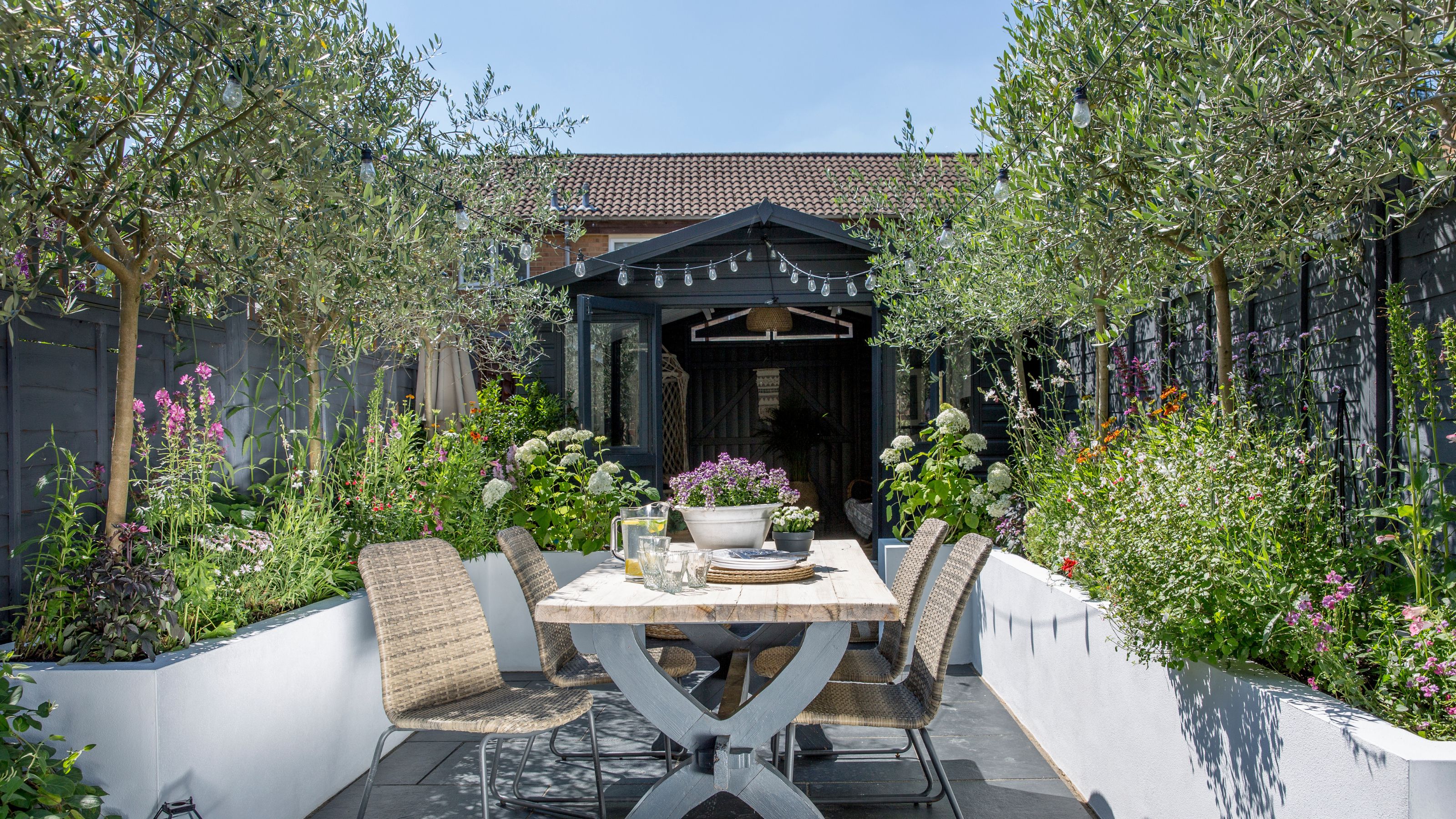 multi-stem olive trees in garden