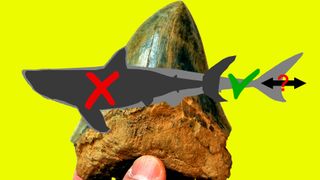 figure showing the previous estimate of megalodon size and shape with the new shape reconstructed, in front of a fossilized meg tooth