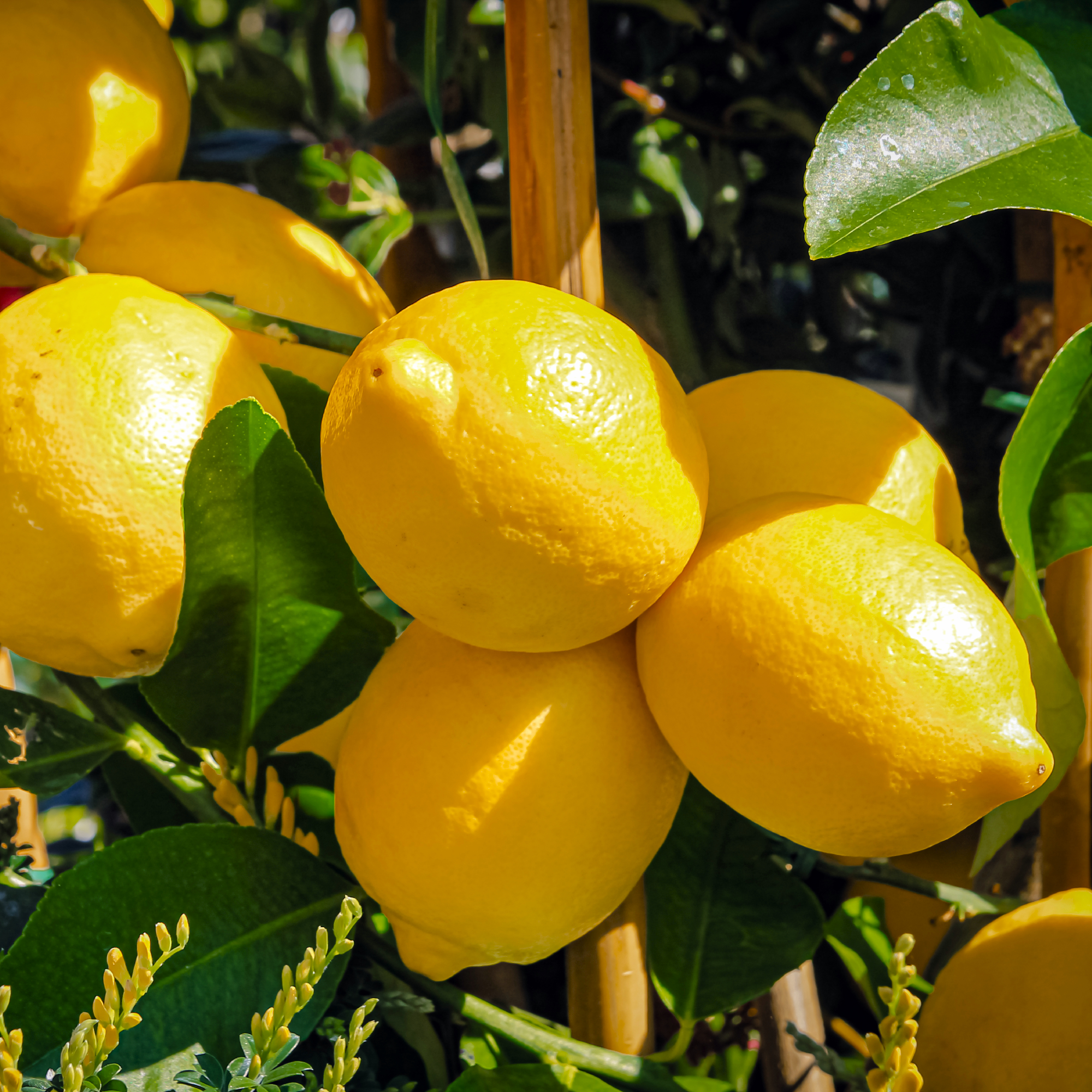 sun ripened lemons growing on a tree in July