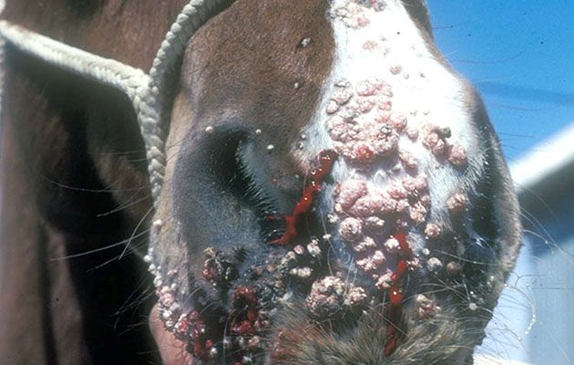 Lumps on your horse: how serious are they? *H&H VIP* | Horse & Hound