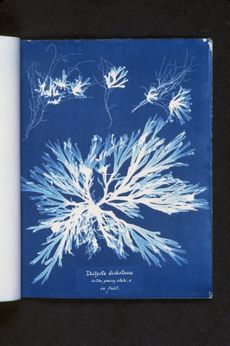 19th-century cyanotypes of British algae