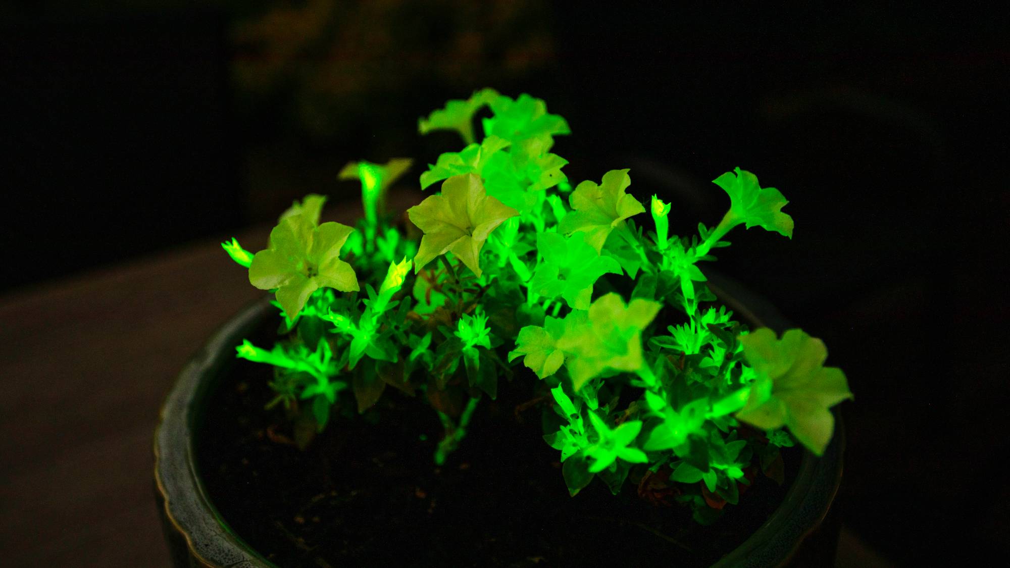 A pot of glow-in-the-dark Firefly petunias