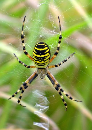 Wasp Spider at Carymoor